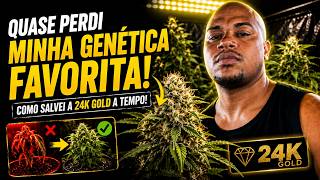 I Almost Lost My Favorite Genetics! How I Saved the 24K Gold Just in Time!