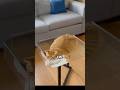 It Looks Encased in Glass… Look Again 👀😳 #OpticalIllusion#CatVideo#mindtrick