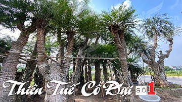 Review vườn cây thiên tuế siêu cổ đại hàng đầu Việt Nam - Giá tốt tại Cây Ba Miền