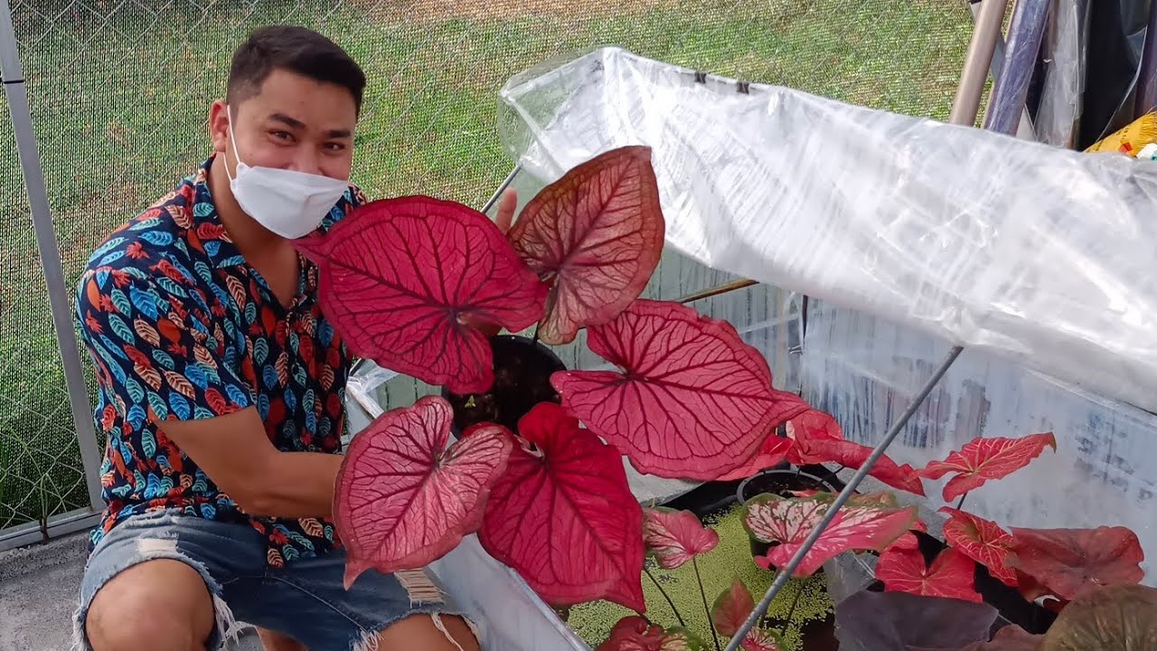 โรงเรือนบอนสี ตู้อบบอนสี วิธีและเทคนิคการทำโรงเรือนบอนสี การดูแลต้นบอนสีและเกสรบอนสีหลังผสมเกสร