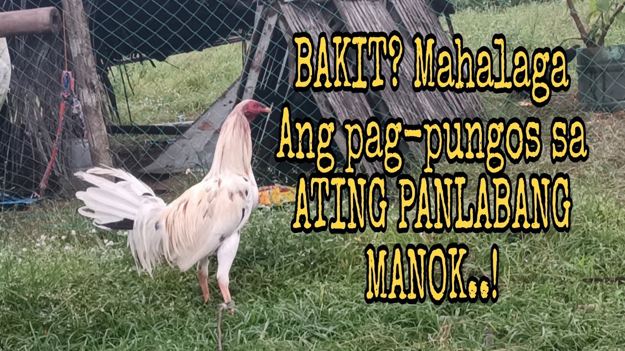 EDAD  NG MANOK BAGO PUNGOSAN, AT MAGANDANG ORAS NG PAGPUNGOS.!