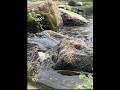Riachuelo Relajante 🌿 Relaxing Water Sounds for Sleep &amp; Meditation
