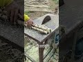 Cutting cassava stems