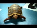ADORABLE BABY REDFOOT TORTOISES
