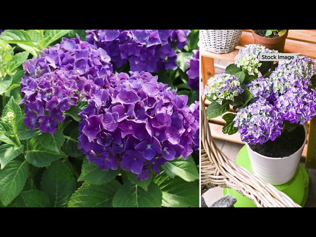 ♡aromantic hydrangea♡ Cottage Farms 1-Piece Romance Purple Floral Hydrangea on QVC