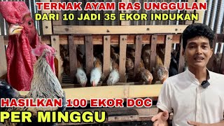 SUCCESSFUL HOME-SCALE RAISING OF SUPERIOR VILLAGE CHICKENS