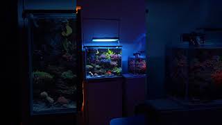 Colors are crazy! #reeftank #reefaquarium #fishtank #aquarium #spstank
Colors are crazy! #reeftank #reefaquarium #fishtank #aquarium #spstank Colors are crazy! #reeftank #reefaquarium #fishtank #aquarium #spstank