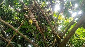 7 tháng 11, 2024 tập 2 đi bẫy chim rừng miền Bắc Lào Cai