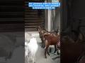 Best bakre | Ayea Rocket wali building, Amir parshad k karyale k bagal me | #shorts #bakra #viral