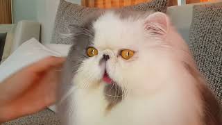 Persian cat face grooming for show
