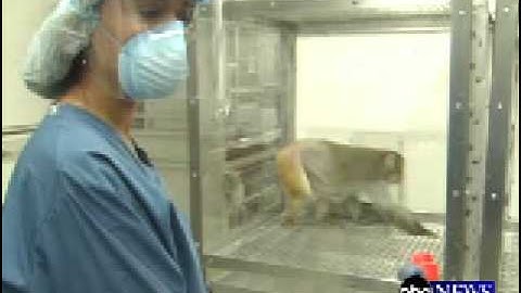 Calorie Restriction ABC