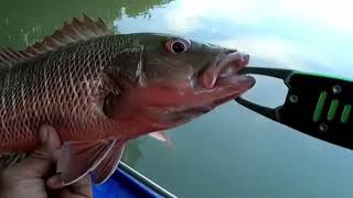 Tiba-Tiba Joran Ditarik Ikan シ