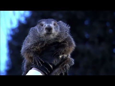 Video: La Marmotta Americana Prevede Più Inverno
