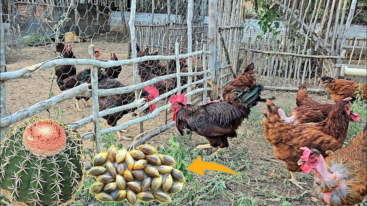 Cercas para evitar confrontos dos Galos e entrada Predadores - Alimentação alternativa...