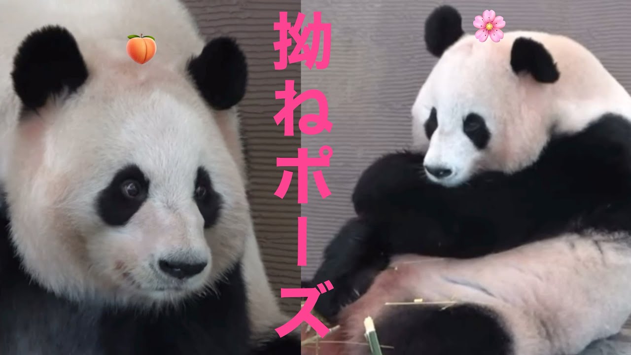 【🌸桜浜🍑桃浜/拗ねたスネオポーズ😂🎀結浜🌈彩浜がお手本】 #櫻浜 #ouhin #yingbang ＃桃浜#touhin #taobang #🐼 #パンダ #大熊猫 #panda