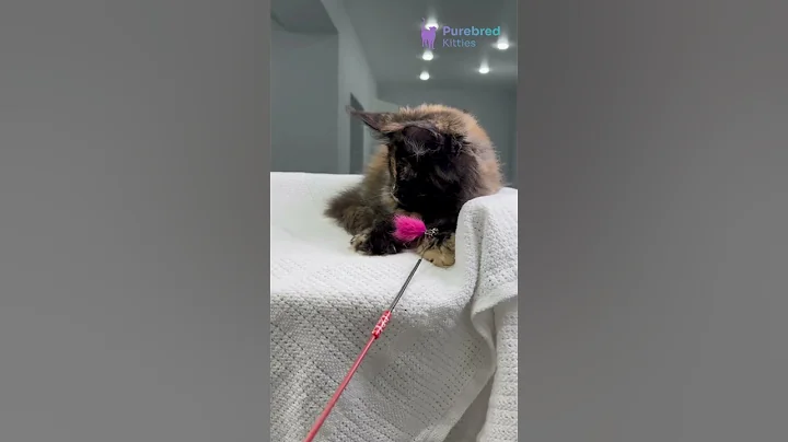 Video 11299101: black maine coon kitten, maine coon girl, maine coon adoption, eyed maine coon, home mainecoon