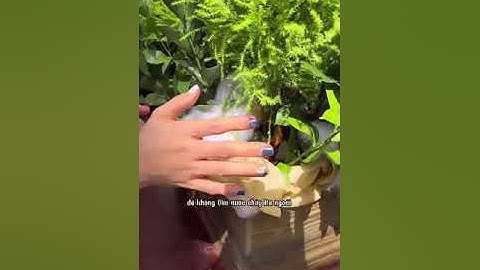 Cây Thông Noel-Tùng Thơm Chưng Hết Mùa Giáng Sinh Được Không?