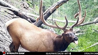 Our Best Trail Camera Footage