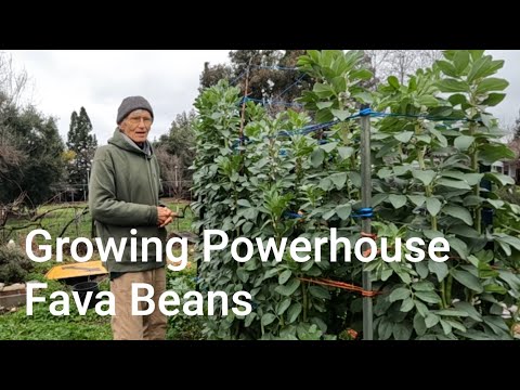 Growing Powerhouse Fava Beans for Many Uses