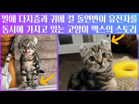 Video: Polydactyl Cats: Die Katzen mit zusätzlichen Zehen