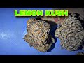 LEMON KUSH PACK 🍋🌳