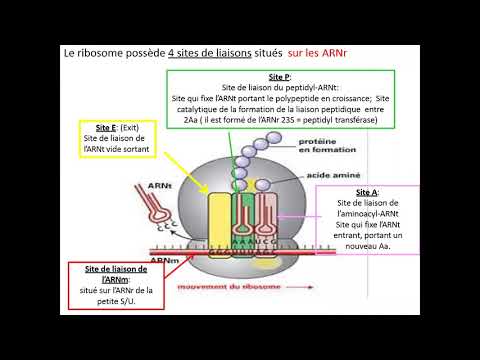 Vidéo: Que fabrique le ribosome ?