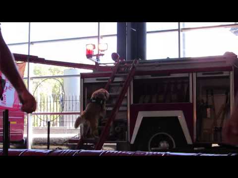 Video: Sneak Peek: Behind the Scenes en la Exposición Nacional de Perros 2015