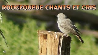 Chant Et Cris Du Rougequeue Noir -