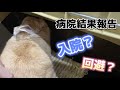 うさぎのもこ 病院の経過報告...！入院？それとも回避？