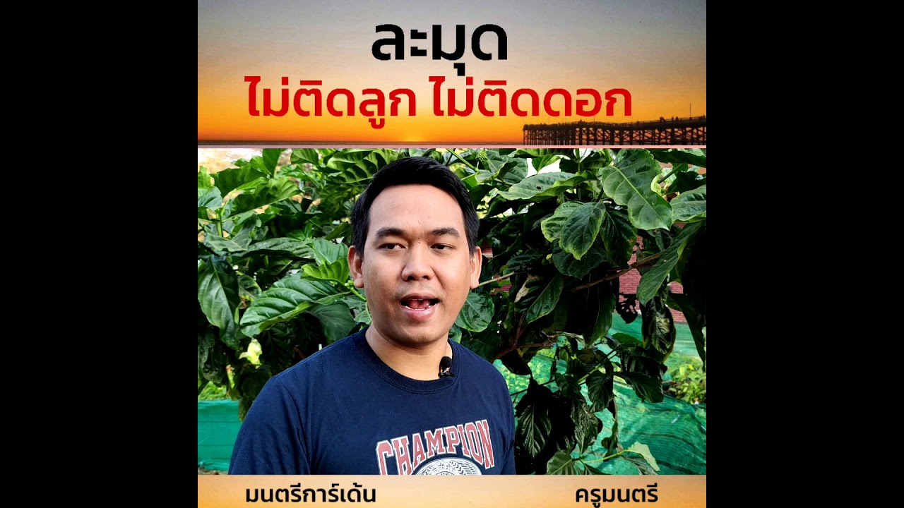 ละมุดไม่ติดลูกแก้ด้วย