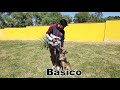 Entrenamiento canino para perros (Pastor belga malinois)