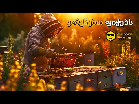 ვაშენებთ ფიჭებს