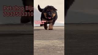 Top quality #dog 👌 #German #Male #female puppy For #sale 🐶 number contact 7037503310