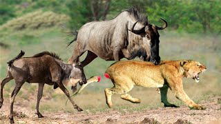 Wildebeest Too Strong! Wildebeest Flings Cheetah To Save Baby ► Wildebeest Vs Lion, Wild Dogs, Hyena