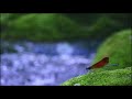 【自然の音】夏の川辺 / 1 Hour Nature Sounds – The Riverside Sound in the Summer