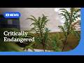 Surprise discovery of ancient plant population, but its location remains a secret | ABC NEWS