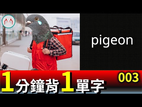 背單字｜ pigeon｜1分鐘背1單字｜保證記住｜ 20220619