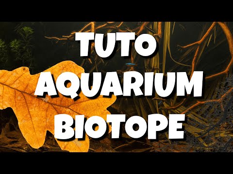 Comment créer un biotope naturel dans votre aquarium