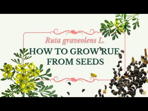 วีดีโอ: การเก็บเกี่ยว Rue Herbs - วิธีการใช้ Rue Plants จากสวน