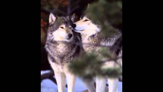 Wild Wolves - i  want to spend my life time loving u.avi screenshot 5