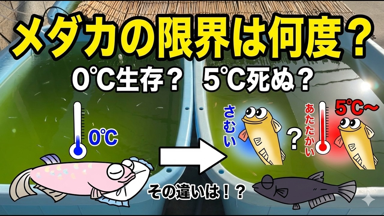 メダカの順化！「最低水温」は何度まで？三寒四温とCTMinから見る生存限界