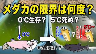 三寒四温の攻略法。メダカの「最低水温」とCTMinを知れば怖くない