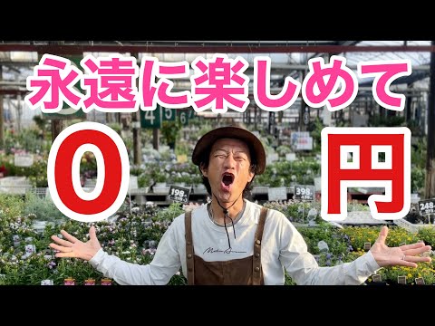 华丽外表却无需打理?这些低维护开花植物让园艺更轻松