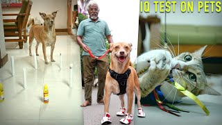 Obstacle Test on our Kutties | Funny Pet Vlog | IQ Test