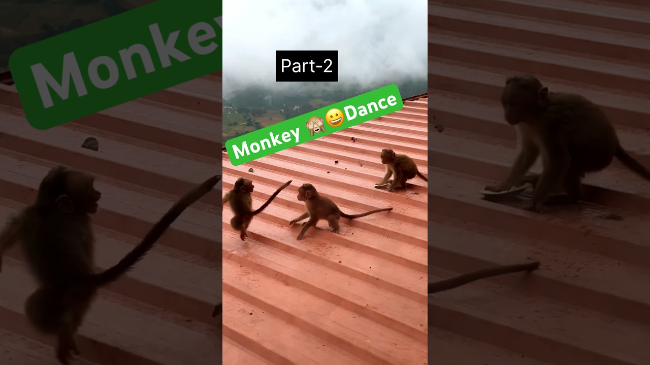 “Monkey mood activated 🐒🔥”