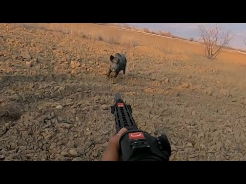 Sazlıkta yapılan aksiyon dolu yaban domuzu avı / Wild boar hunting in Türkiye