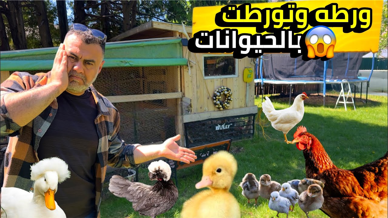 ريحه مقرفه تورطت بالبط و دمرو بيت الدجاح