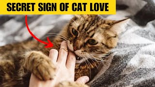 6 Hidden Signs Of Cat Love Signs Your Cat Loves You