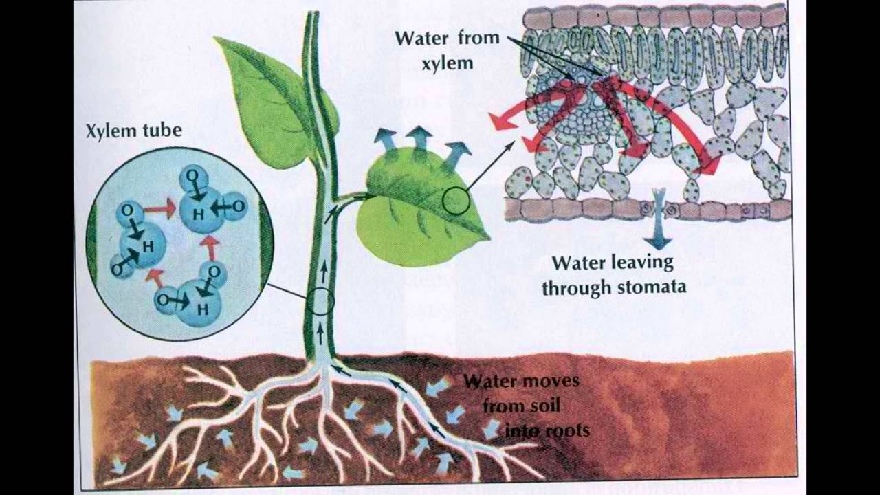 Как происходит поступление воды в лист. Схема транспирации растений. Транспирация у растений. Поступление воды в растение схема. Механизмы поступления воды в растение.