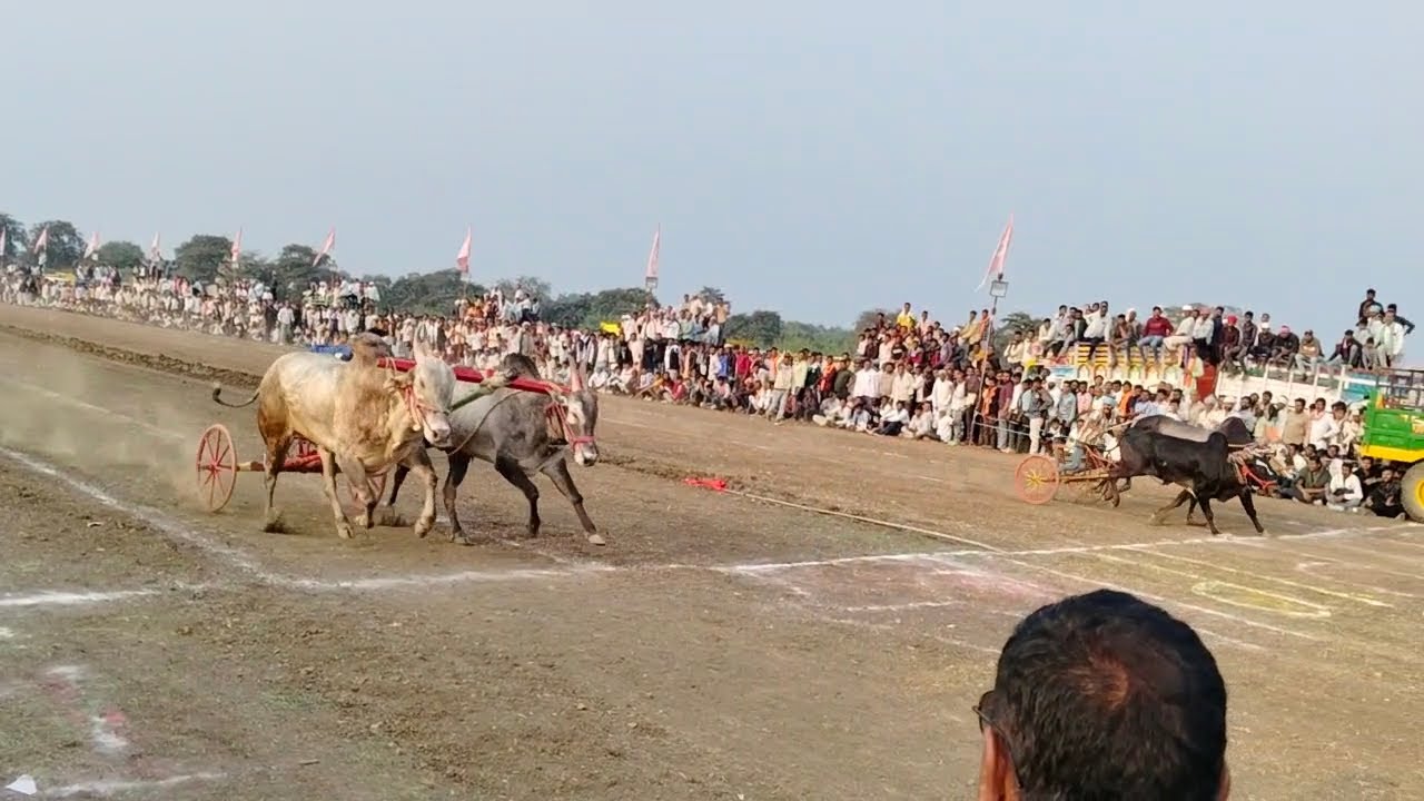 🦬🦬🦬🦬🦬🦬🦬🦬🦬🦬#cow 